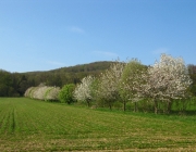 Feldmark mit blühenden Büschen im Frühling
