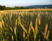 Feldmark mit Getreidefeld
