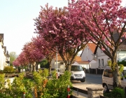 Kirschblüte in der Fünfhausenstraße