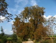 Kaiseralle mit Kastanienbäumen